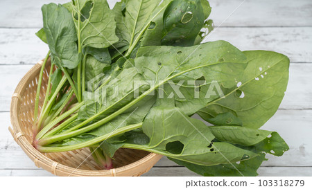 蟲蛀空心菜 蟲蛀空心菜 103318279