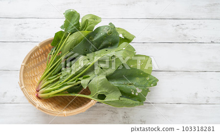 Moth-eaten spinach full of holes 103318281