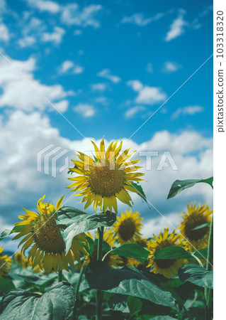 Midsummer Sunflower 103318320
