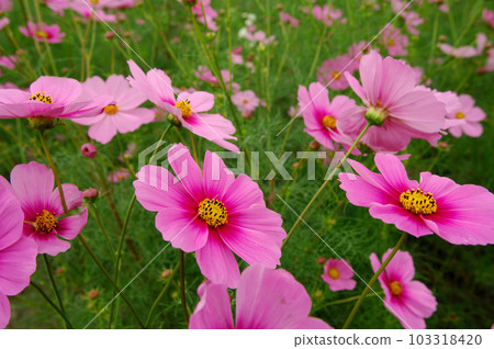 I saw a cosmos field someday 103318420