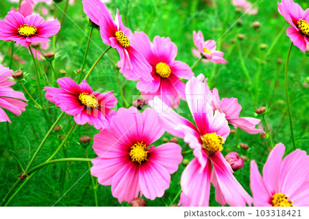 I saw a cosmos field someday 103318421