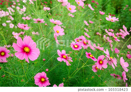 有一天我看到了一個宇宙場 103318423