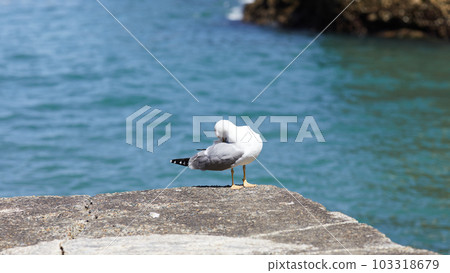 seagulls perched on the hand rail of the pier seagulls perched on the hand rail of the pier 103318679