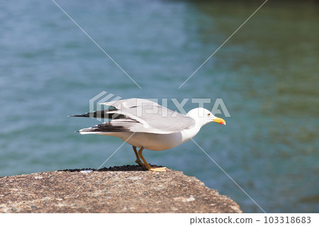 seagulls perched on the hand rail of the pier seagulls perched on the hand rail of the pier 103318683