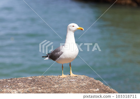 seagulls perched on the hand rail of the pier 103318711