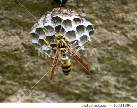 Making a beehive that started with a paper wasp 103318903