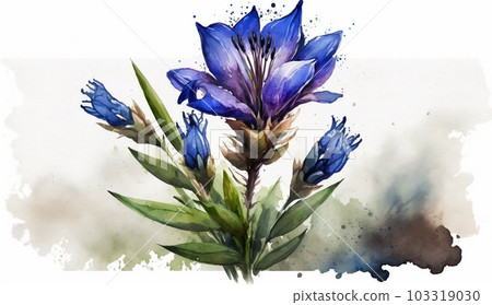 龍膽花水彩 龍膽花水彩 103319030