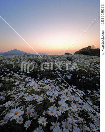 Flower Park浦島的日出景色[香川縣三豐市拓馬町] 32 103319058