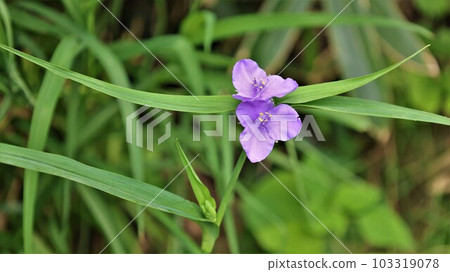 Purple spiderwort (with video) 103319078