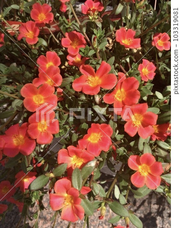 帶著紅色和黃色的花朵 帶著紅色和黃色的花朵 103319081