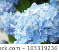 繡球花 103319236
