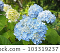 藍色繡球花b 103319237