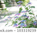 紫色繡球花 103319239