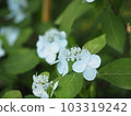 藍色繡球花c 103319242