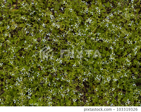 黃瓜花盛開 103319326