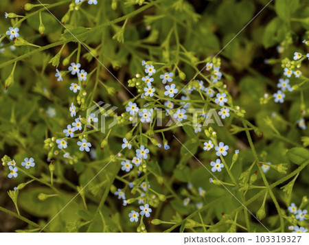 黃瓜花盛開 103319327