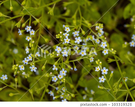 黃瓜花盛開 黃瓜花盛開 103319328