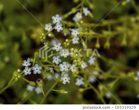 cucumber flowers in full bloom cucumber flowers in full bloom 103319329