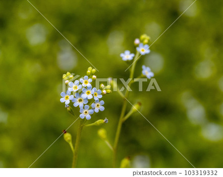 cucumber flowers in full bloom 103319332