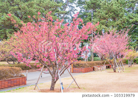 （靜岡縣）西伊豆土肥金礦的日本最早開花的櫻花樹土肥櫻花 103319979