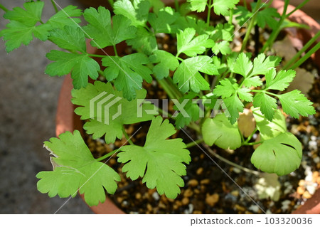 盆栽意大利歐芹（繖形科） 103320036