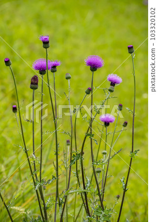 薊花盛開在草地上 薊花盛開在草地上 103320102