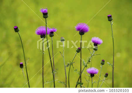 薊花盛開在草地上 103320103