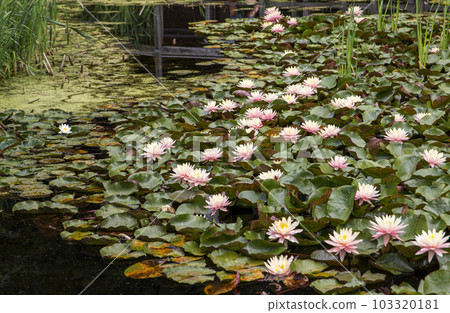 Water lilies flower on a pond Water lilies flower on a pond 103320181