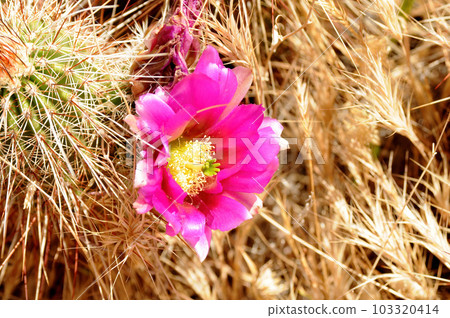 Flowering Hedge Hog cactus Flowering Hedge Hog cactus 103320414