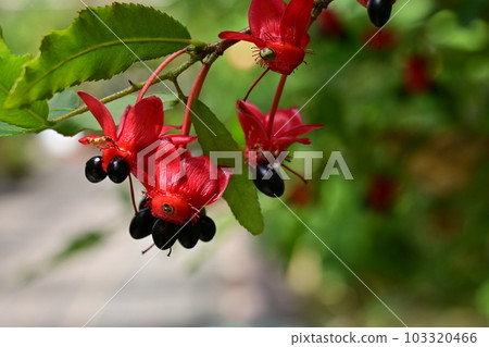 米老鼠樹 (Acanaceae) Serlata 103320466