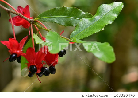 Mickey Mouse Tree (Acanaceae) Serlata 103320470