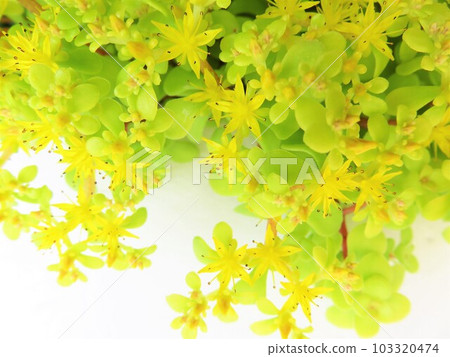 金色圓葉多年生草本植物 103320474