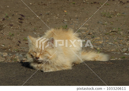 Stray cat Stray cat 103320611