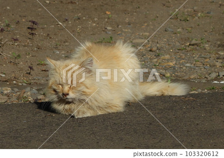 Stray cat Stray cat 103320612