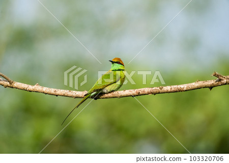Green Bee-Eater, Little Green bee-eater, Merops Orientalis 103320706