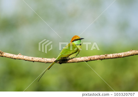 Green Bee-Eater, Little Green bee-eater, Merops Orientalis 103320707