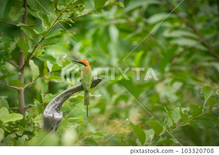 Green Bee-Eater, Little Green bee-eater, Merops Orientalis Green Bee-Eater, Little Green bee-eater, Merops Orientalis 103320708