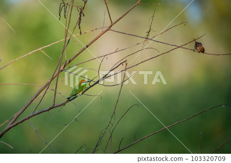 Green Bee-Eater, Little Green bee-eater, Merops Orientalis 103320709