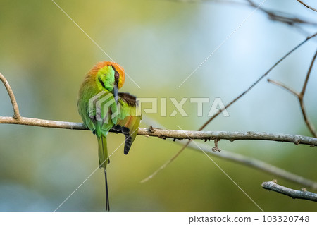 Green Bee-Eater, Little Green bee-eater, Merops Orientalis Green Bee-Eater, Little Green bee-eater, Merops Orientalis 103320748