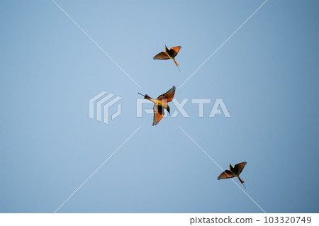 Green Bee-Eater, Little Green bee-eater, Merops Orientalis Green Bee-Eater, Little Green bee-eater, Merops Orientalis 103320749