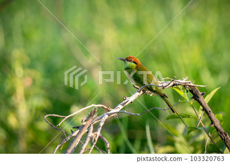 Green Bee-Eater, Little Green bee-eater, Merops Orientalis Green Bee-Eater, Little Green bee-eater, Merops Orientalis 103320763