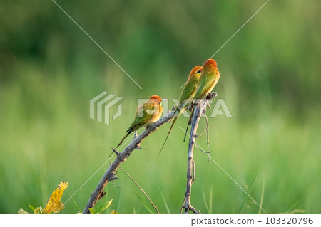 Green Bee-Eater, Little Green bee-eater, Merops Orientalis 103320796