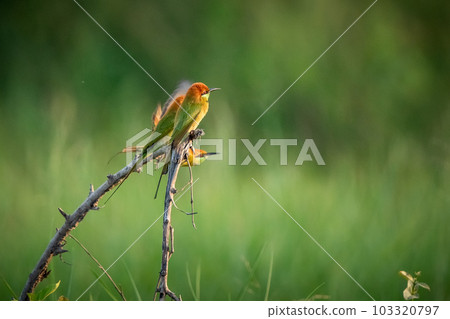Green Bee-Eater, Little Green bee-eater, Merops Orientalis 103320797