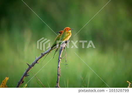 Green Bee-Eater, Little Green bee-eater, Merops Orientalis 103320799