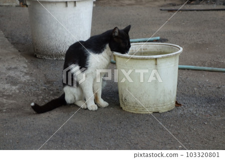 Stray cat 103320801