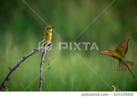 Green Bee-Eater, Little Green bee-eater, Merops Orientalis 103320802