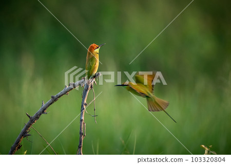 Green Bee-Eater, Little Green bee-eater, Merops Orientalis Green Bee-Eater, Little Green bee-eater, Merops Orientalis 103320804