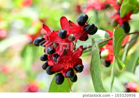 Mickey Mouse Tree (Acanaceae) Serlata 103320956