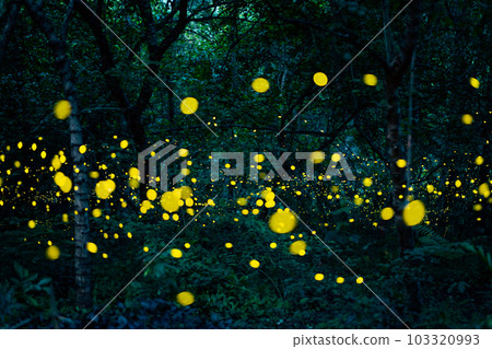 Firefly lightning bug in the rainforest at night Firefly lightning bug in the rainforest at night 103320993