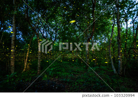 Firefly lightning bug in the rainforest at night Firefly lightning bug in the rainforest at night 103320994